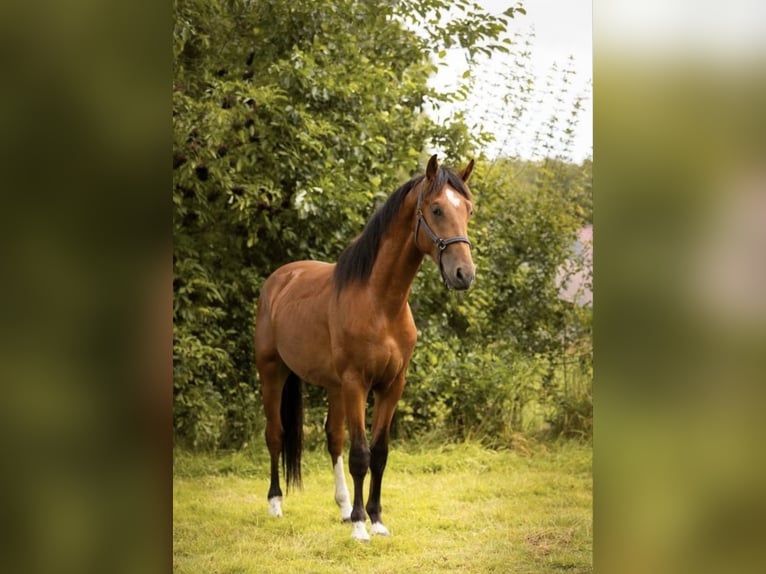 KWPN Gelding 3 years 17 hh Brown in Putten
