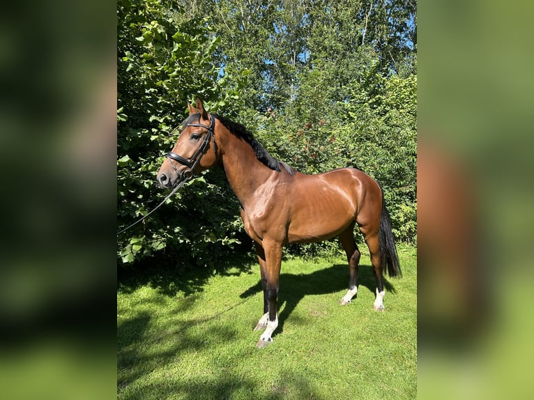 KWPN Gelding 3 years 17 hh Brown in Broeksterwâld