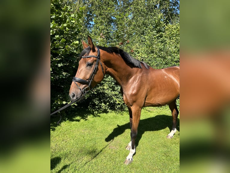 KWPN Gelding 3 years 17 hh Brown in Broeksterwâld