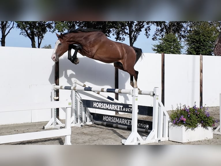 KWPN Gelding 3 years 17 hh Brown in Waddinxveen