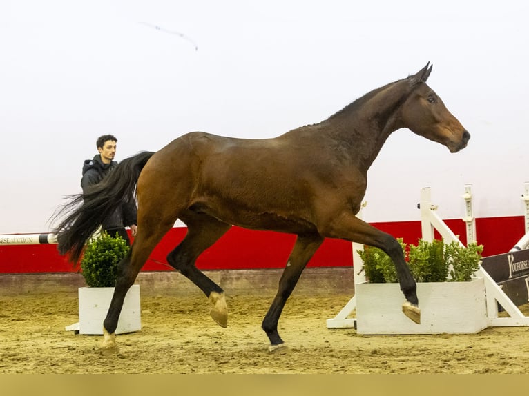 KWPN Gelding 3 years 17 hh Brown in Waddinxveen