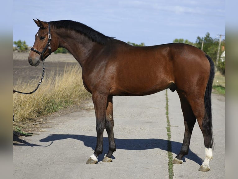 KWPN Gelding 3 years 17 hh Brown in Wien, Innere Stadt