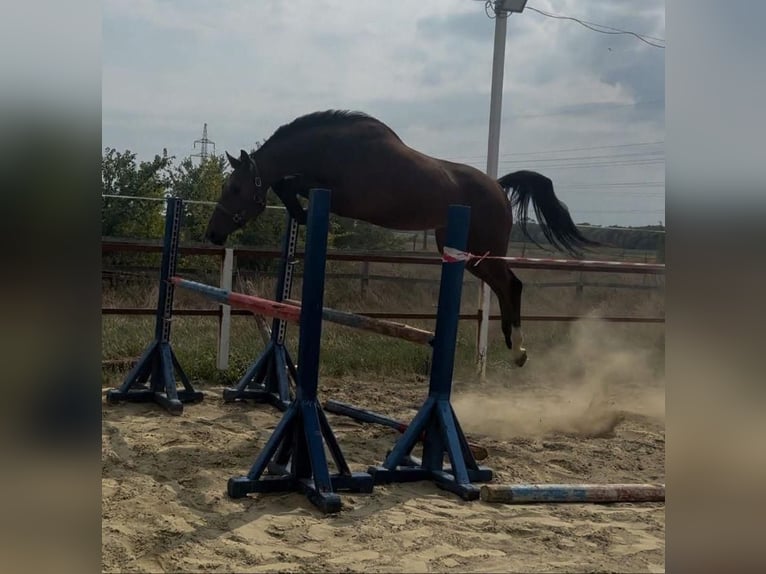 KWPN Gelding 3 years 17 hh Brown in Wien, Innere Stadt