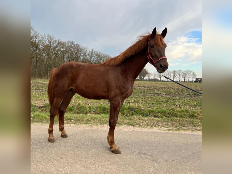 KWPN Gelding 3 years 17 hh Chestnut in Hoge Hexel