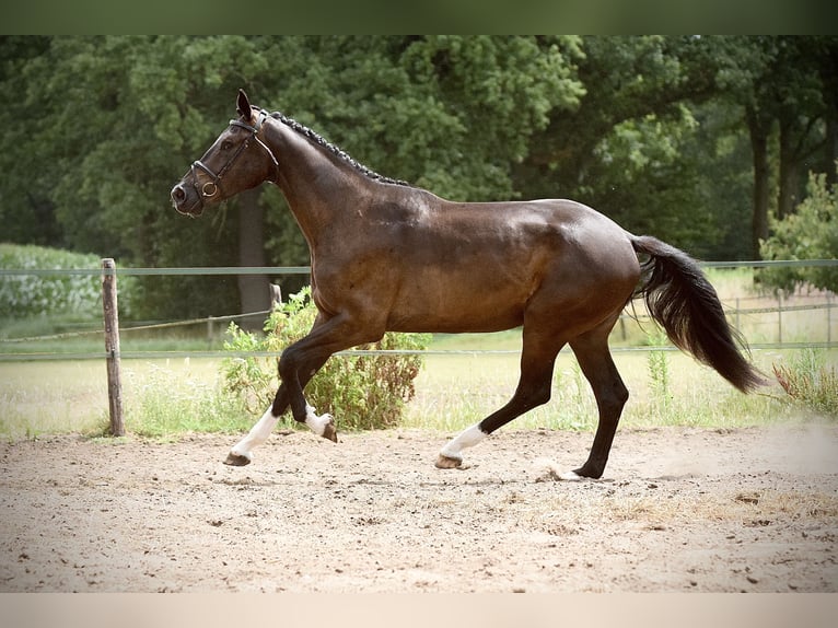 KWPN Gelding 3 years 17 hh Smoky-Black in Asten