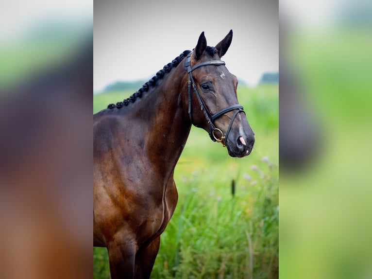 KWPN Gelding 3 years 17 hh Smoky-Black in Asten