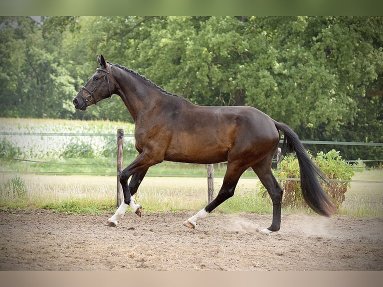 KWPN Gelding 3 years 17 hh Smoky-Black in Asten
