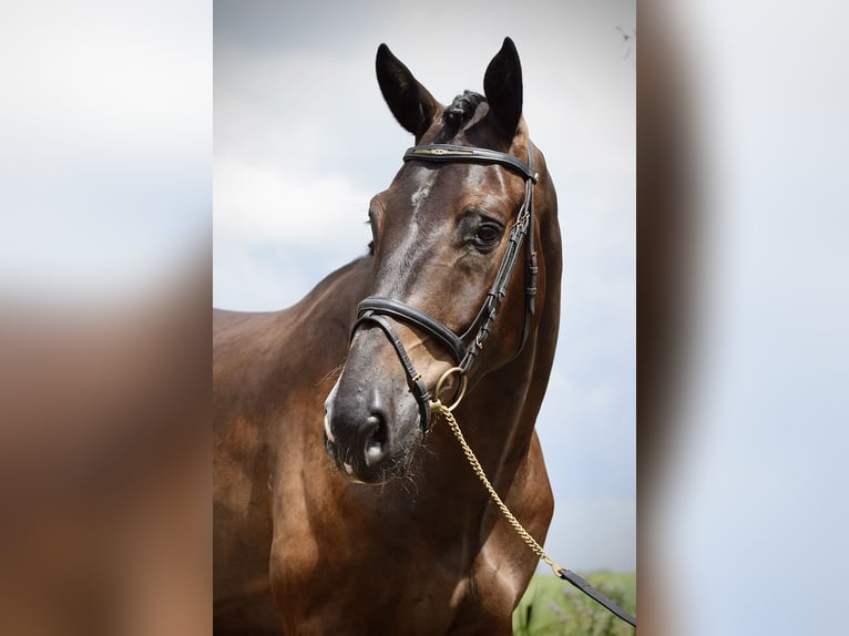 KWPN Gelding 3 years 17 hh Smoky-Black in Asten