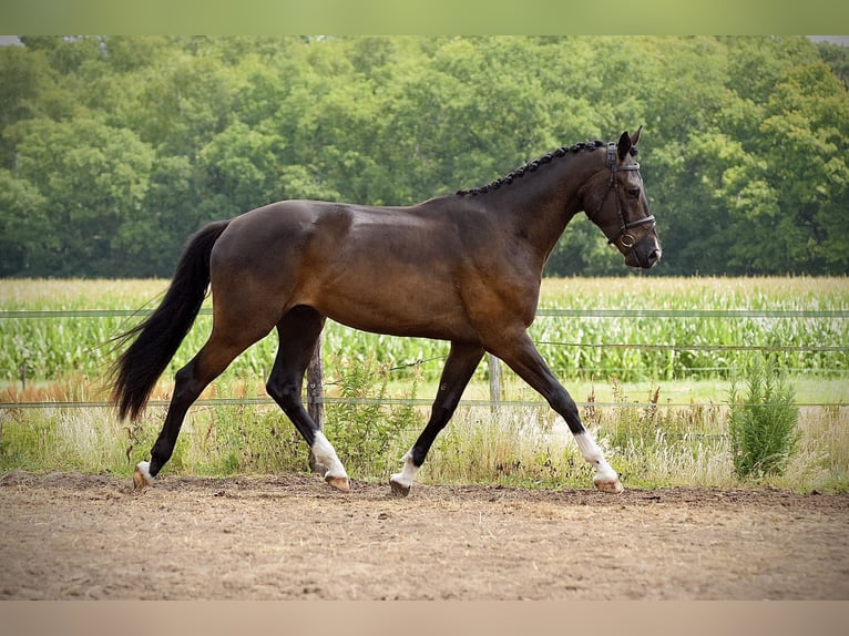 KWPN Gelding 3 years 17 hh Smoky-Black in Asten