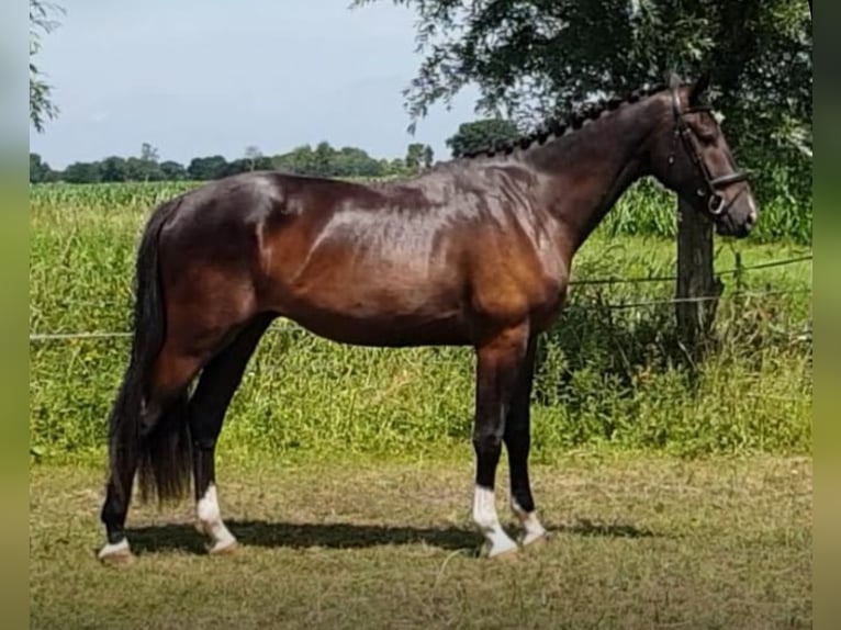 KWPN Gelding 3 years 17 hh Smoky-Black in Asten