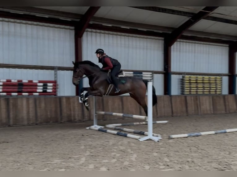KWPN Gelding 3 years 17,1 hh Brown in Oud Gastel