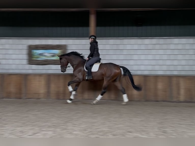 KWPN Gelding 3 years 17,1 hh Brown in Oud Gastel KWPN Gelding 3 years 17,1 hh Brown in Oud Gastel
