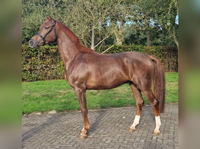 KWPN Gelding 3 years 17,1 hh Chestnut in Diever