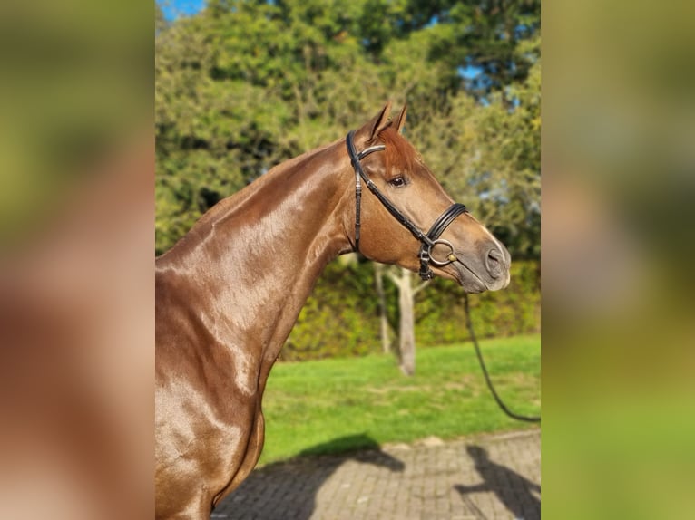 KWPN Gelding 3 years 17,1 hh Chestnut in Diever