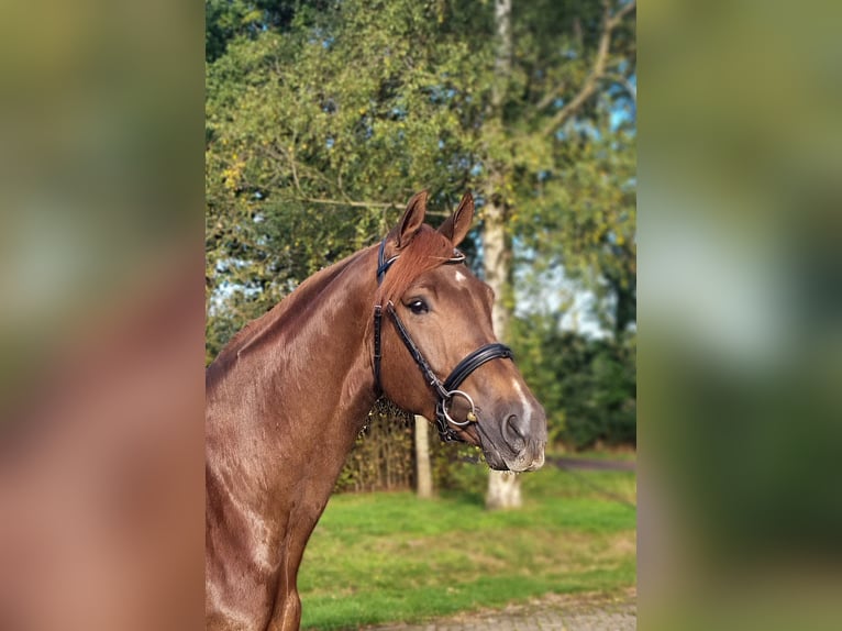 KWPN Gelding 3 years 17,1 hh Chestnut in Diever