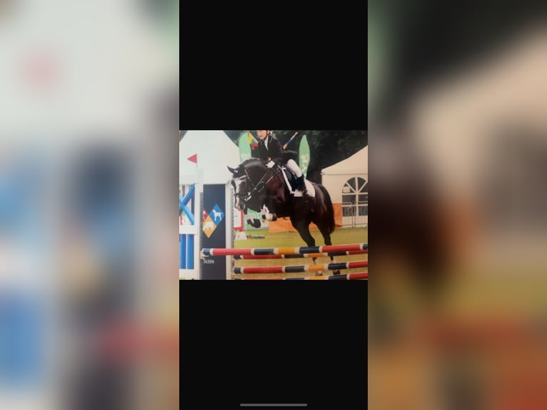 KWPN Gelding 3 years Brown in Augustinusga