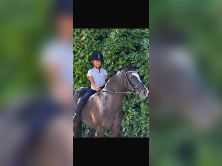 KWPN Gelding 3 years Brown in Augustinusga