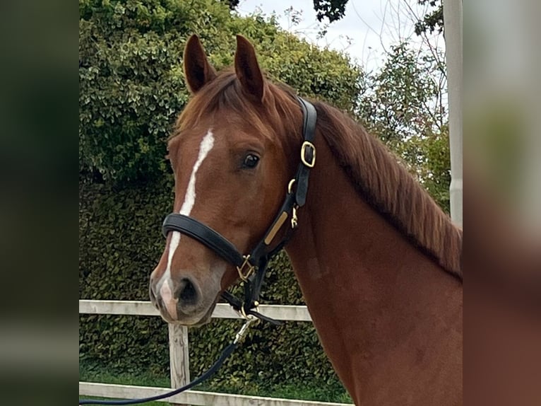 KWPN Gelding 3 years Chestnut-Red in Tilburg