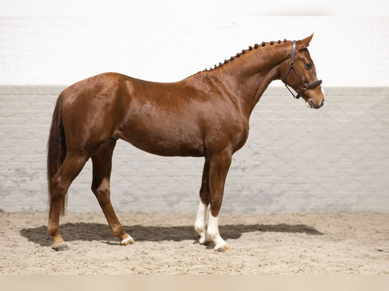 KWPN Gelding 3 years Chestnut-Red in Heerde