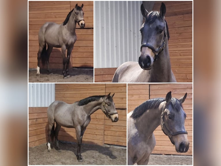 KWPN Gelding 3 years Dun in Den Ham