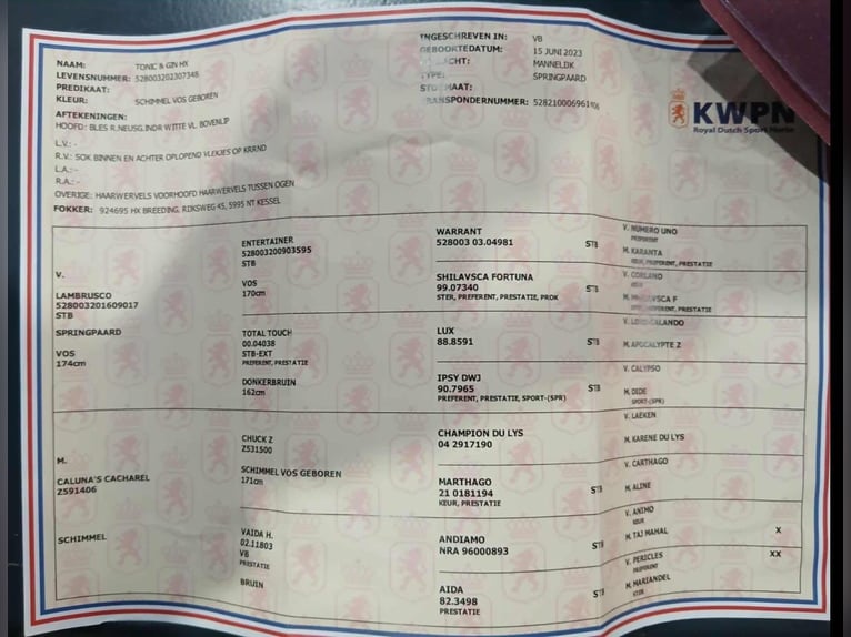 KWPN Gelding 3 years Grey in Szarvas