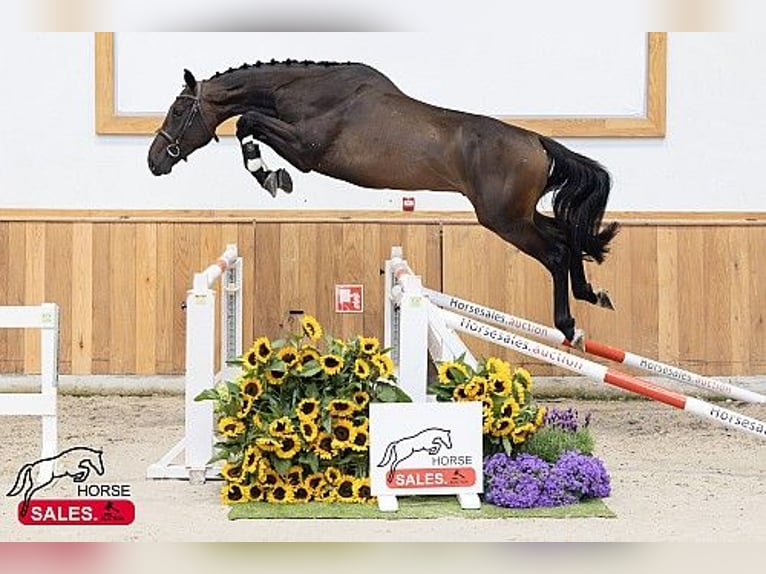 KWPN Gelding 3 years in B&#xE9;k&#xE9;scsaba