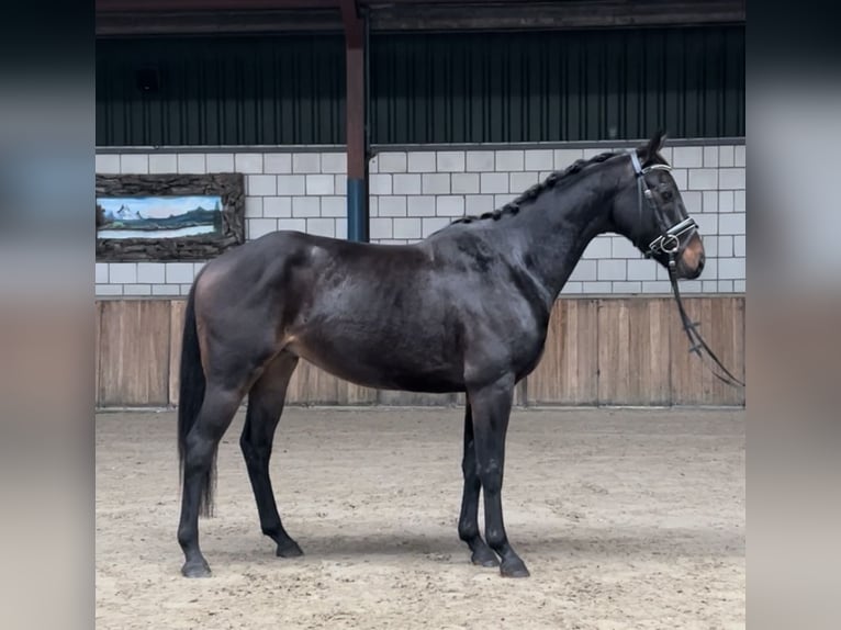 KWPN Gelding 4 years 14,3 hh Black in Oud Gastel