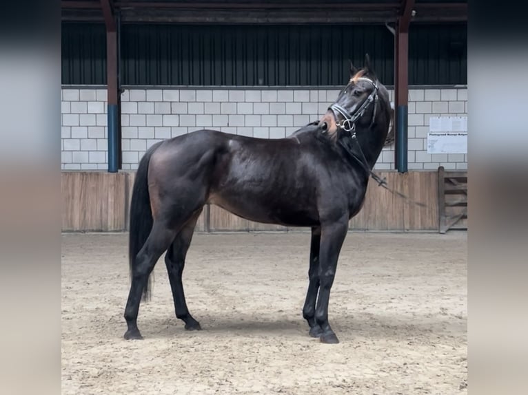 KWPN Gelding 4 years 14,3 hh Black in Oud Gastel