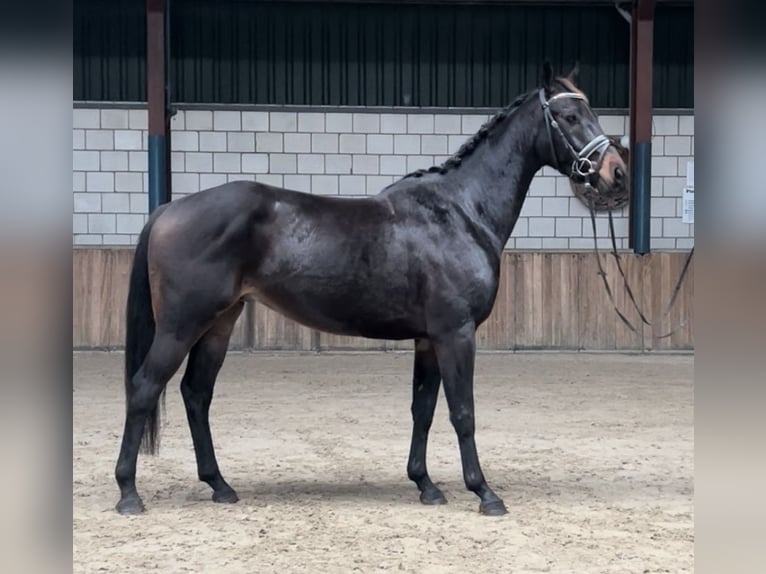 KWPN Gelding 4 years 14,3 hh Black in Oud Gastel