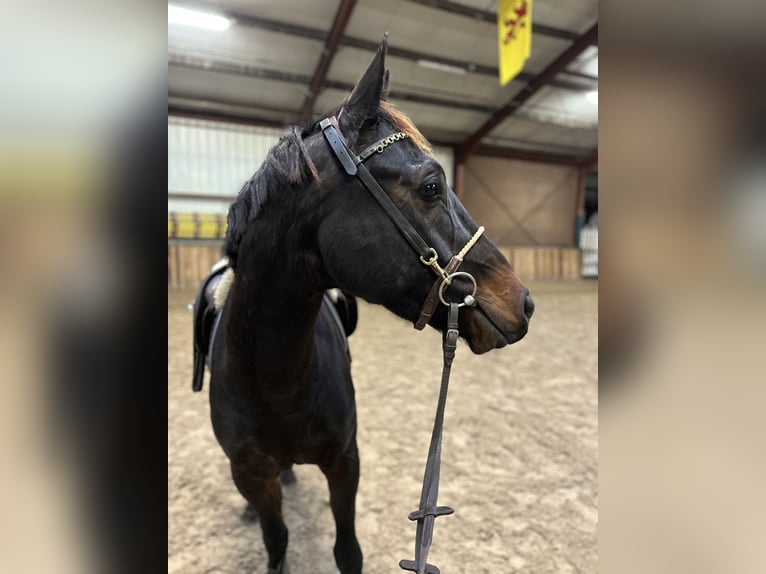 KWPN Gelding 4 years 14,3 hh Black in Oud Gastel