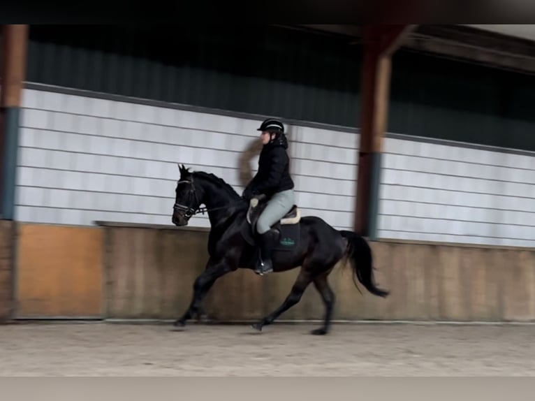 KWPN Gelding 4 years 14,3 hh Black in Oud Gastel