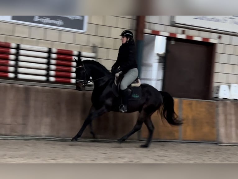 KWPN Gelding 4 years 14,3 hh Black in Oud Gastel