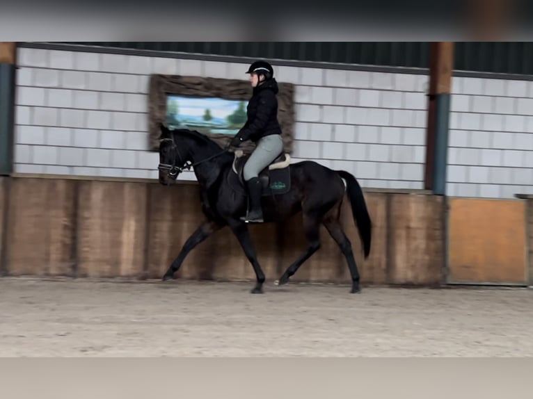 KWPN Gelding 4 years 14,3 hh Black in Oud Gastel