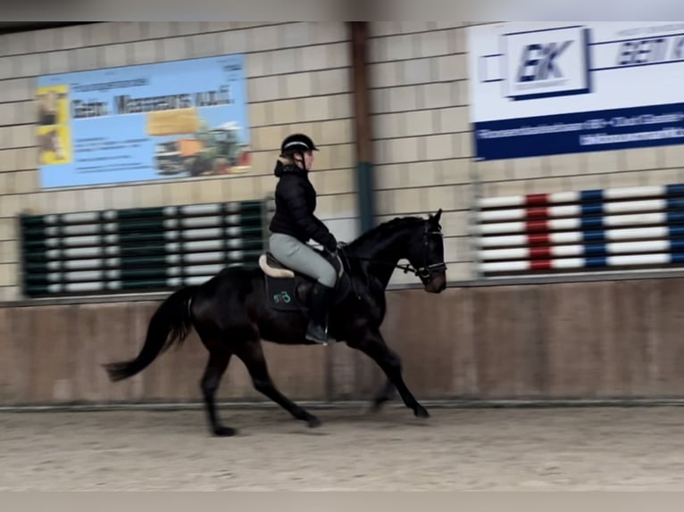 KWPN Gelding 4 years 14,3 hh Black in Oud Gastel