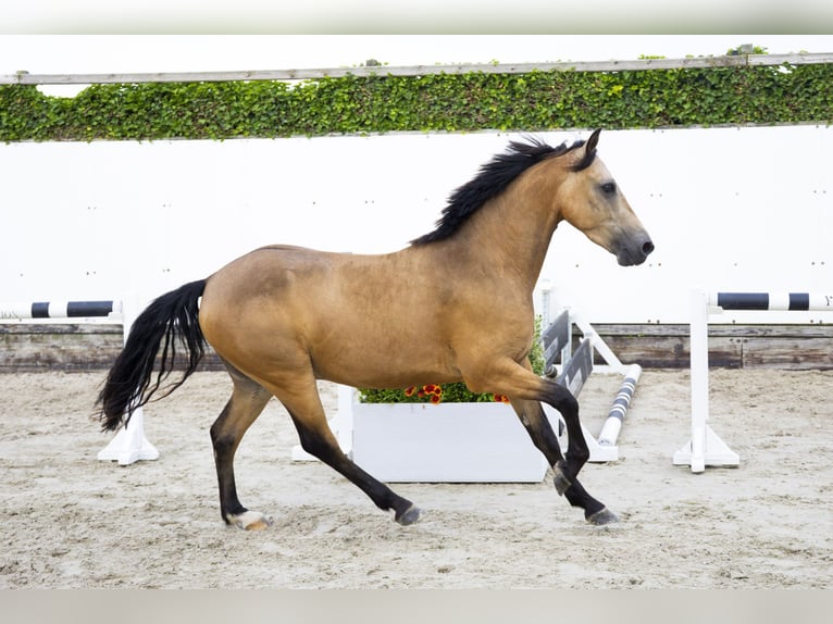 KWPN Gelding 4 years 14 hh in Waddinxveen