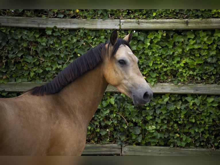 KWPN Gelding 4 years 14 hh in Waddinxveen