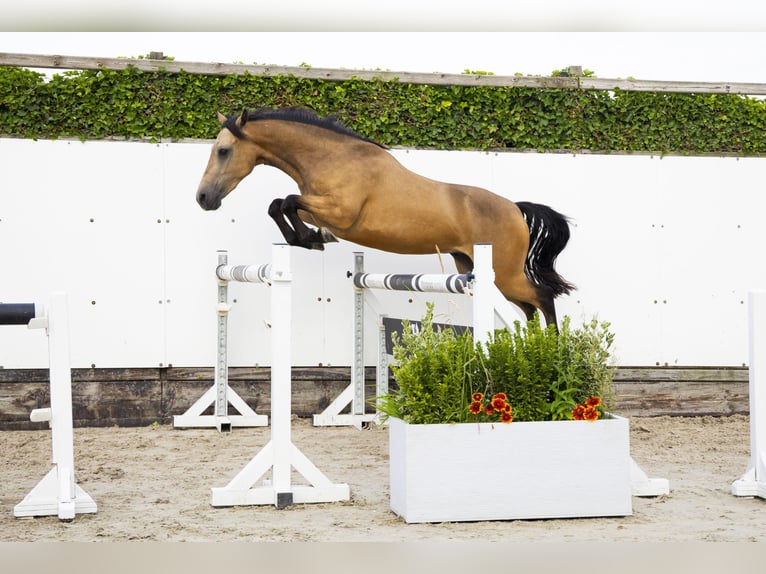 KWPN Gelding 4 years 14 hh in Waddinxveen