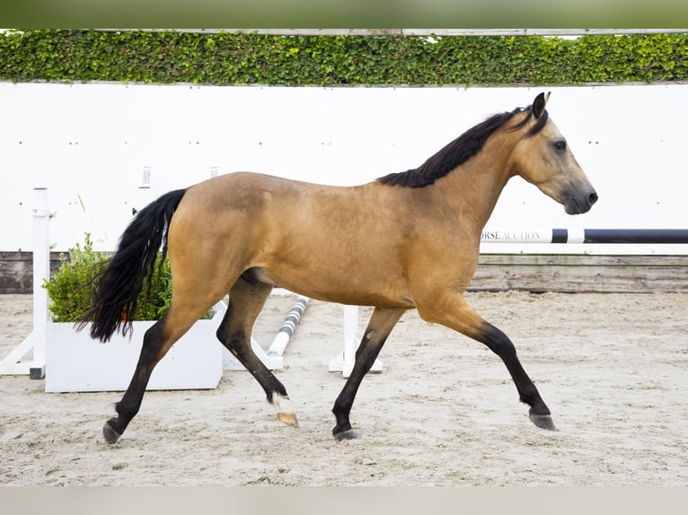 KWPN Gelding 4 years 14 hh in Waddinxveen