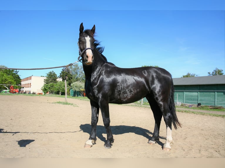 KWPN Gelding 4 years 15,2 hh Black in Budapest