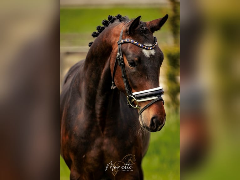 KWPN Gelding 4 years 15,2 hh Brown in Nieuw-Vennep