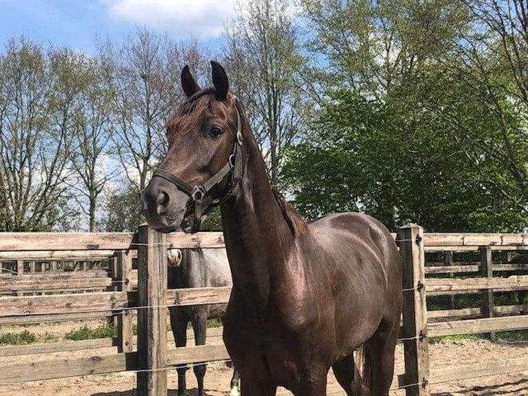 KWPN Gelding 4 years 15.2 hh Chestnut in Swifterbant