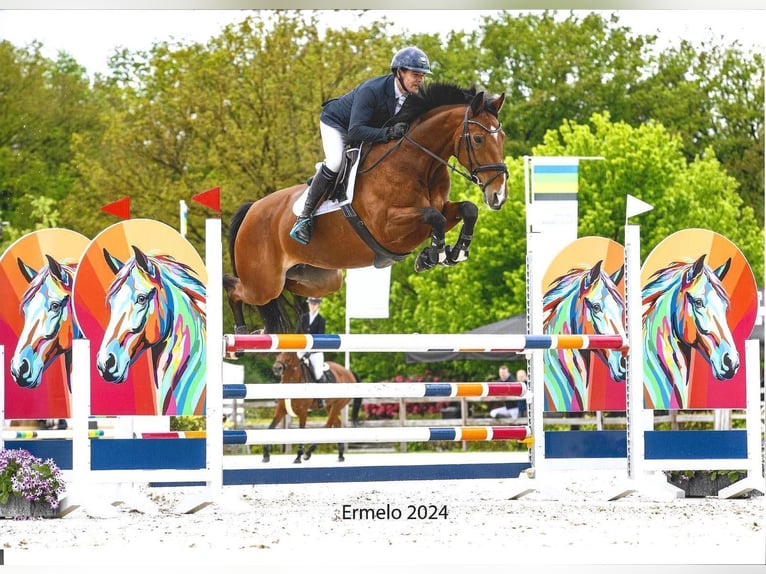 KWPN Gelding 4 years 15,3 hh Bay-Dark in Lunteren