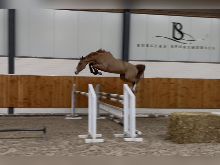 KWPN Gelding 4 years 15,2 hh Chestnut-Red in Moergestel