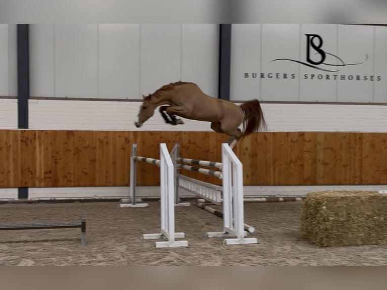 KWPN Gelding 4 years 15,2 hh Chestnut-Red in Moergestel