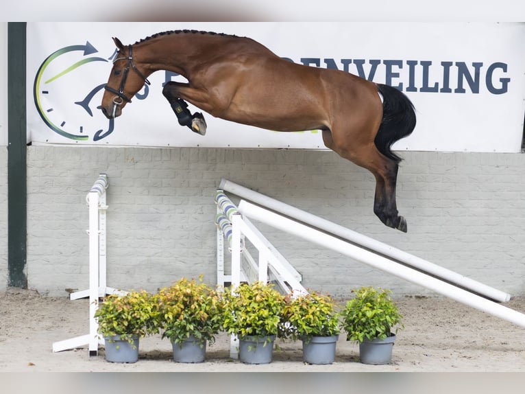 KWPN Gelding 4 years 15,2 hh  in Heerde