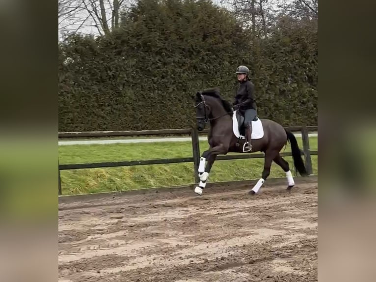 KWPN Gelding 4 years 15,3 hh Black in Biddinghuizen