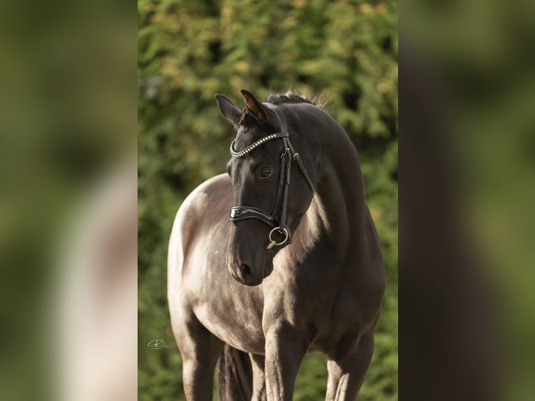 KWPN Gelding 4 years 15,3 hh Black in Biddinghuizen