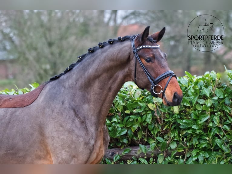 KWPN Gelding 4 years 15,3 hh Brown in Brest