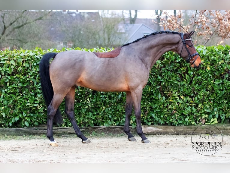 KWPN Gelding 4 years 15,3 hh Brown in Brest
