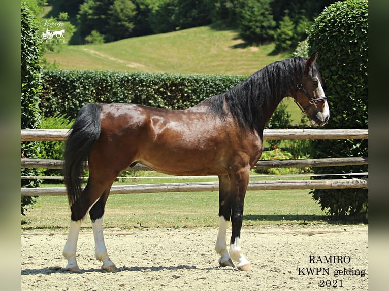 KWPN Gelding 4 years 15,3 hh Brown in Kamnik
